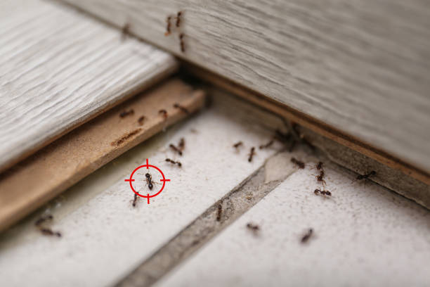 Best Residential Pest Control  in Kamiah, ID